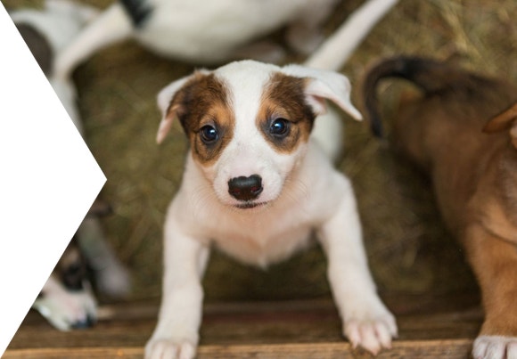 eukanuba hub puppy article