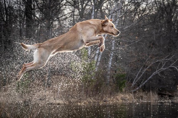 Perro marrón claro saltando alto sobre el agua