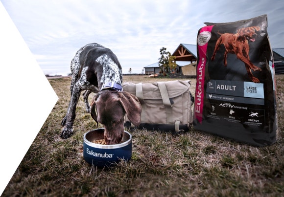 adult dog eats food from a bowl