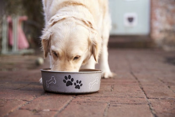Golden Retriever eating out of dog bowl