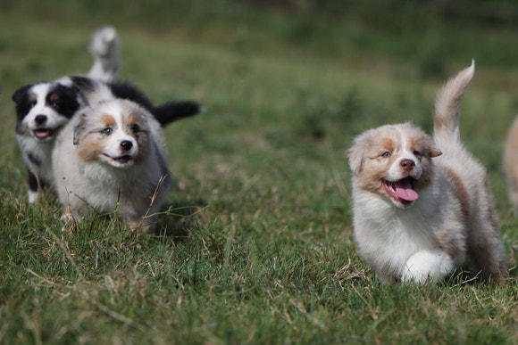 Australian shepherd puppies running in the fields