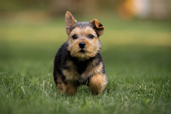 brown black puppy