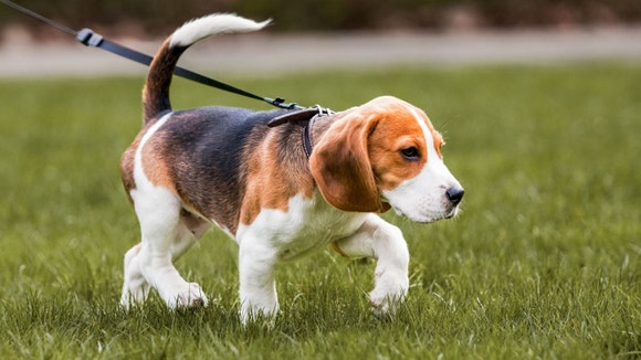 Puppy walking on grass