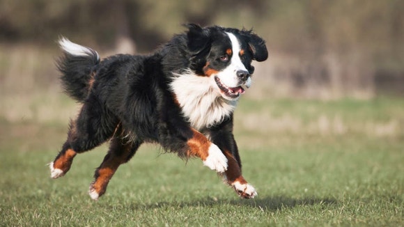 Larger black, white and tan dog running in the grass