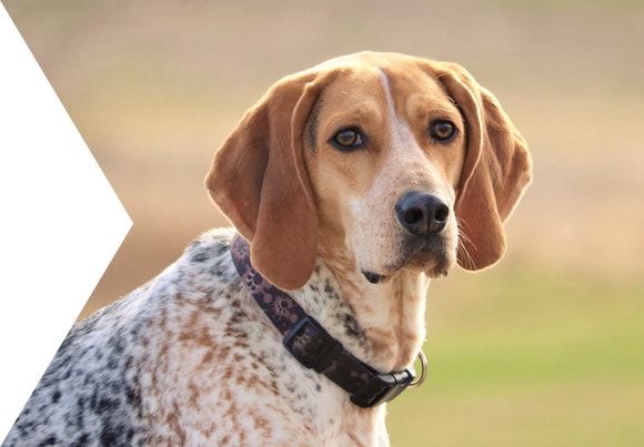 MY HOUND LOST THE WEIGHT HE HASN'T BEEN ABLE TO SHAKE IN THE LAST YEAR