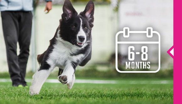 Running dog on the grass.