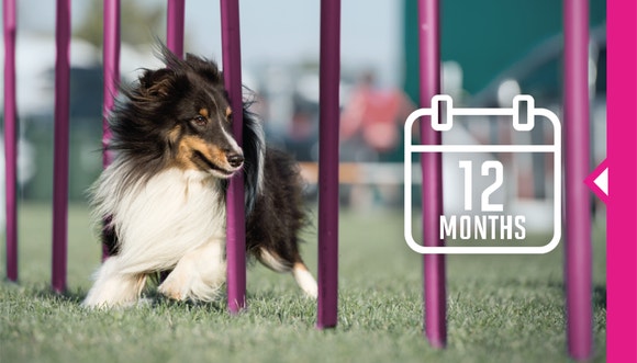 Dog running in zig zag between polls.