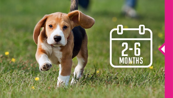 Puppy running on the grass.