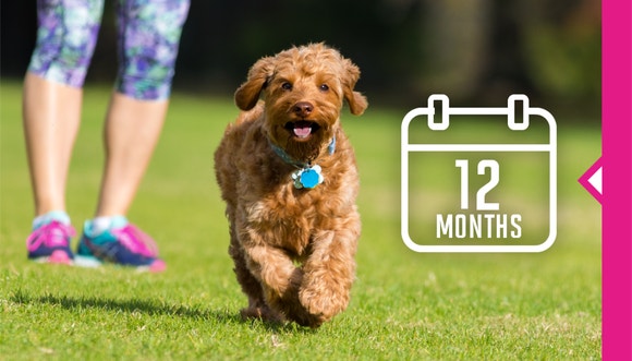 Dog running on a grass.