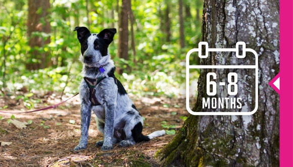 Sitting dog in the forest.