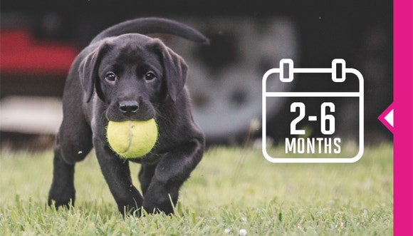 Dog with tennis ball in mouth.