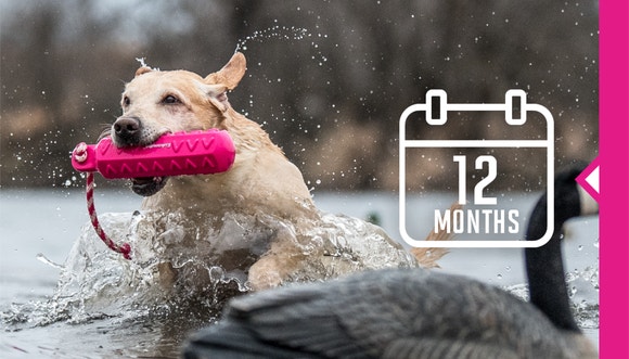 Dog swiming with a toy in the mouth.