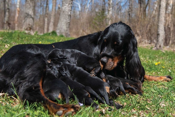 Dog feeding puppies.