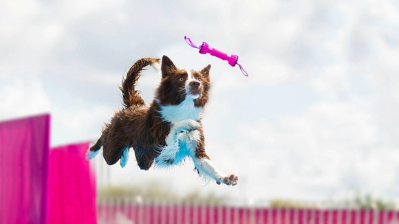 Brown & White  Border Collie jumping to catch a pink toy 