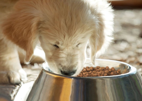 Puppy eating dog food from bowl