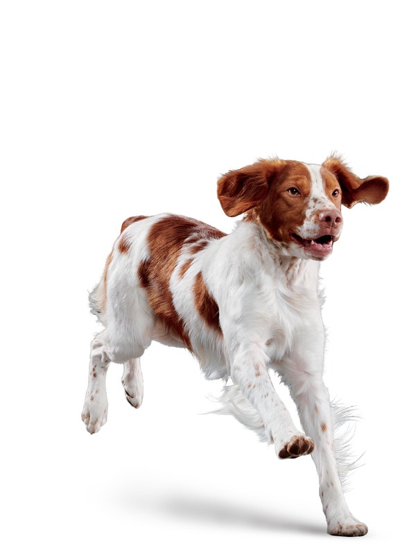 image eukanuba-adult-medium-breed-facing-illustration-2019-restage