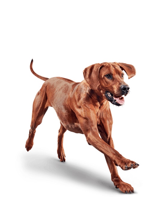 image eukanuba-adult-large-breed-facing-illustration-2019-restage