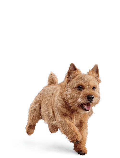 image eukanuba-adult-small-breed-facing-illustration-2019-restage