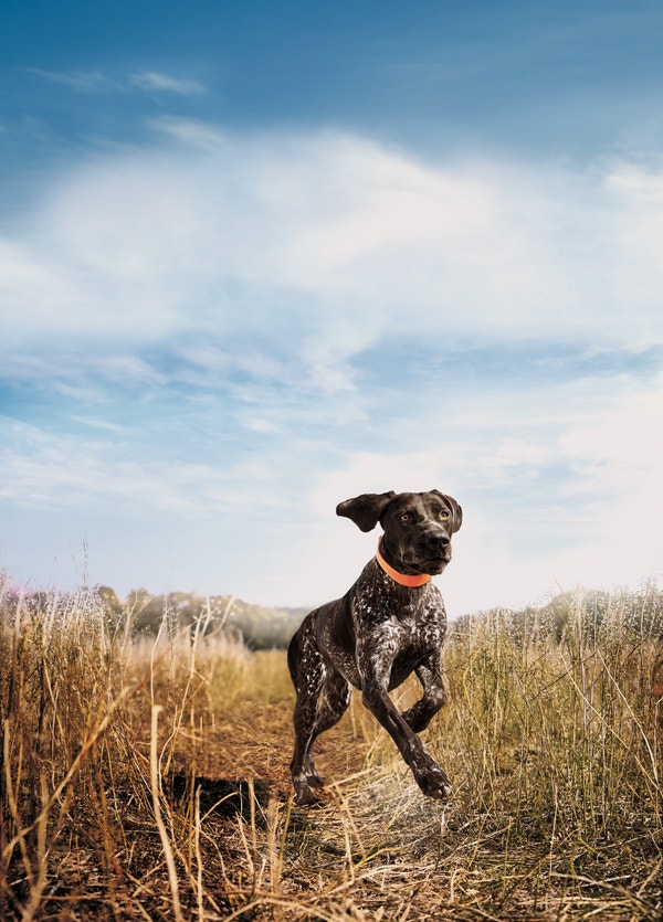 image eukanuba-premium-performance-sport-30-20-background