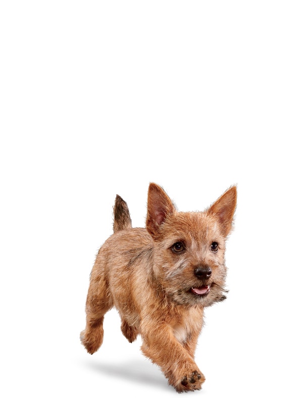 image eukanuba-puppy-small-breed-facing-illustration-2019-restage