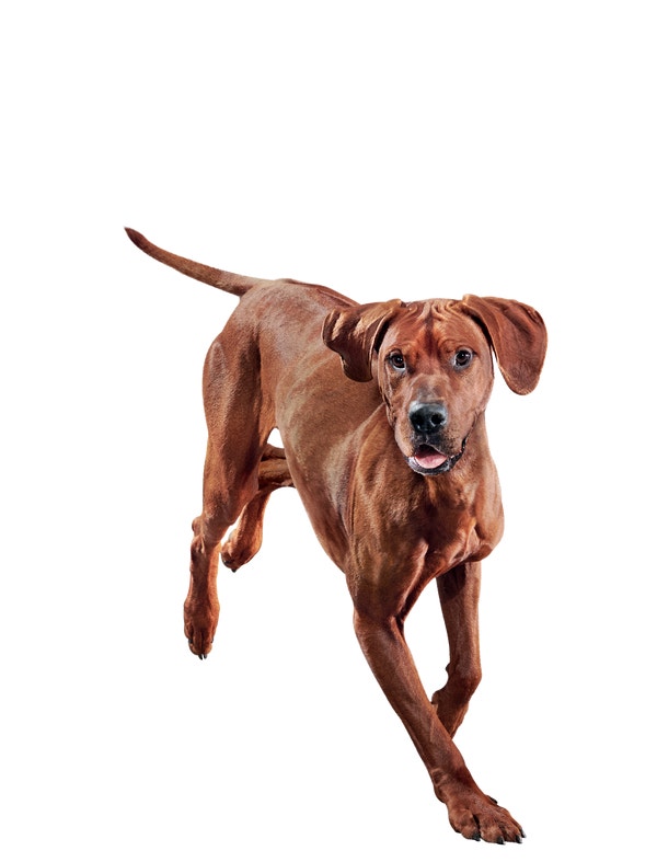 image eukanuba-senior-large-breed-facing-illustration-2019-restage