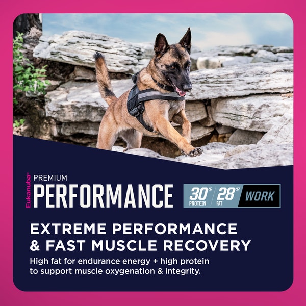 Eukanuba™ Premium Performance 30/28 Work Dry Dog Food, 40 lb image 4