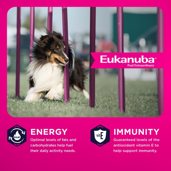 Eukanuba Adult Dry Dog Food for Medium Dogs image 3