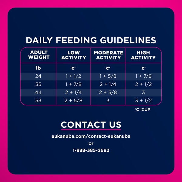 Eukanuba Adult Dry Dog Food for Medium Dogs image 7