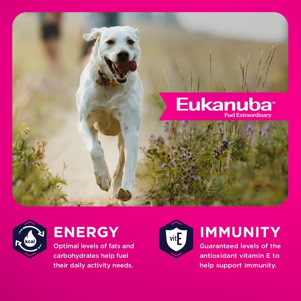 Adult Large Breed Dog Food Dry image 3
