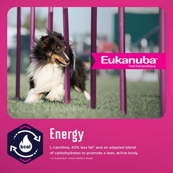 EUKANUBA WM Weight Management Medium Breed image 3