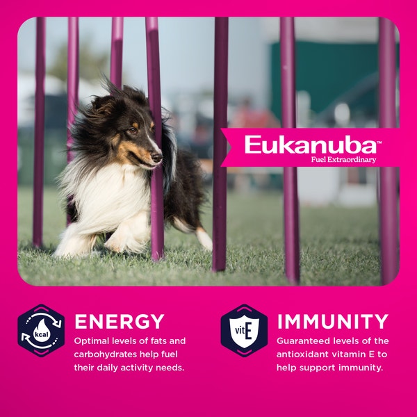 Eukanuba Adult Dry Dog Food for Medium Dogs image 3