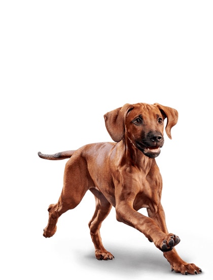 image eukanuba-puppy-large-breed-facing-illustration-2019-restage