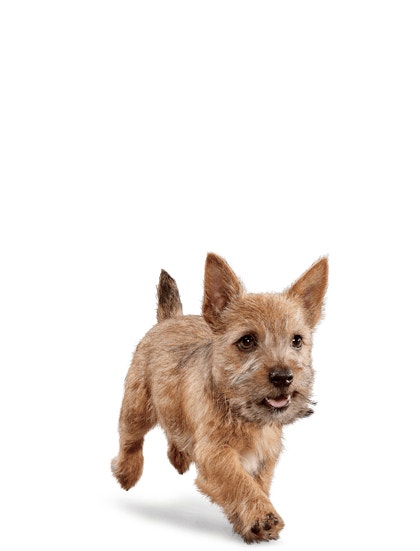 image eukanuba-puppy-small-breed-facing-illustration-2019-restage