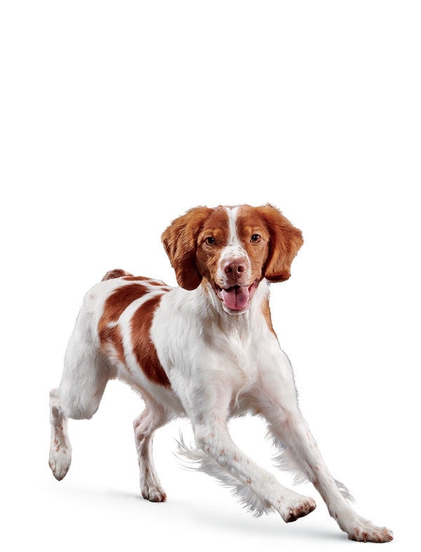 image eukanuba-senior-medium-breed-facing-illustration-2019-restage