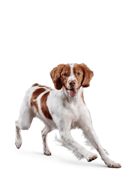 image eukanuba-senior-medium-breed-facing-illustration-2019-restage_0
