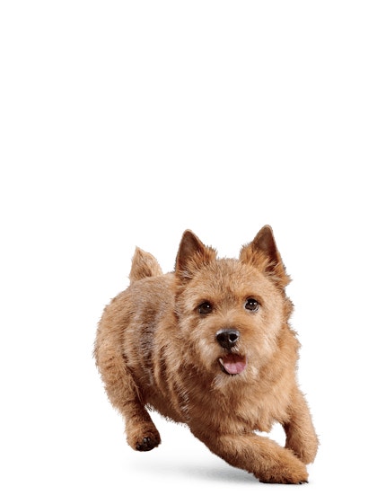 image eukanuba-senior-small-breed-facing-illustration-2019-restage