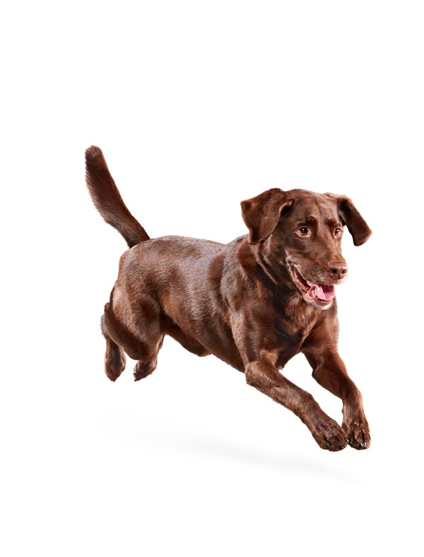 image eukanuba-weight-control-large-breed-facing-illustration-2019-restage