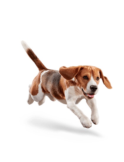 image eukanuba-weight-control-medium-breed-facing-illustration-2019-restage