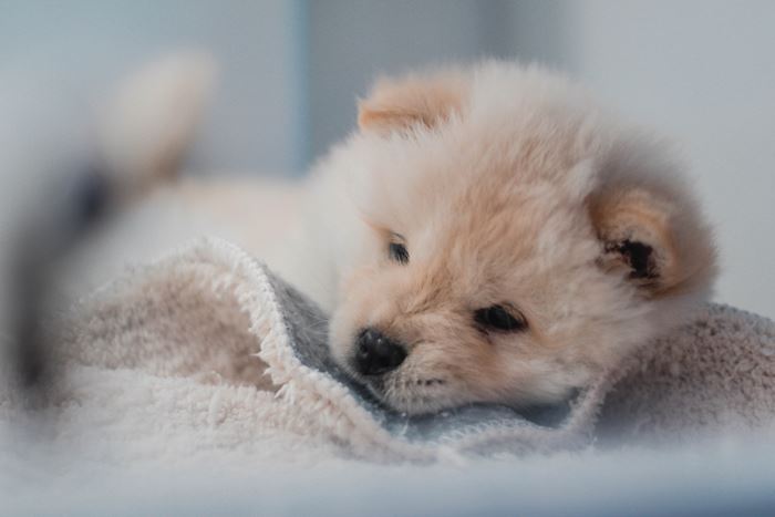 毛布の上で寝る子犬