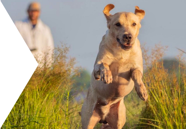 testimonial content puppy range testimonial