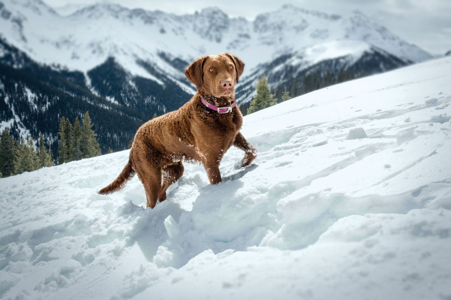 View of Factors Influencing Dogs Nutrition Needs | Eukanuba