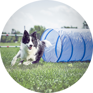 Black and white dog running through an agility course.