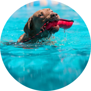 Red dog swimming with training decoy in its mouth.