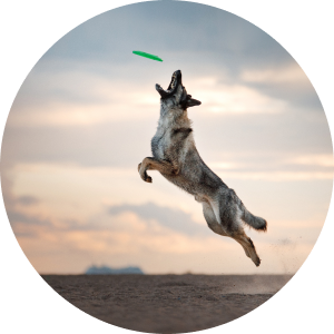 White and black spotted dog leaping to catch a frisbee.