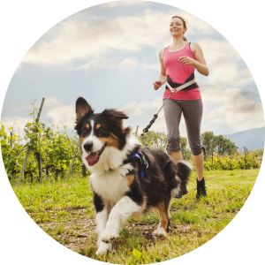 Black, white and tan dog on a jogging/canicross trail with a person.