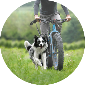 A black and white dog running in front of a person on a bike.