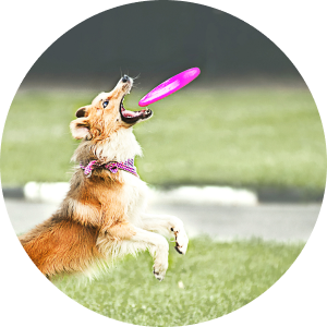 A tan and white dog catching a frisbee in its mouth.