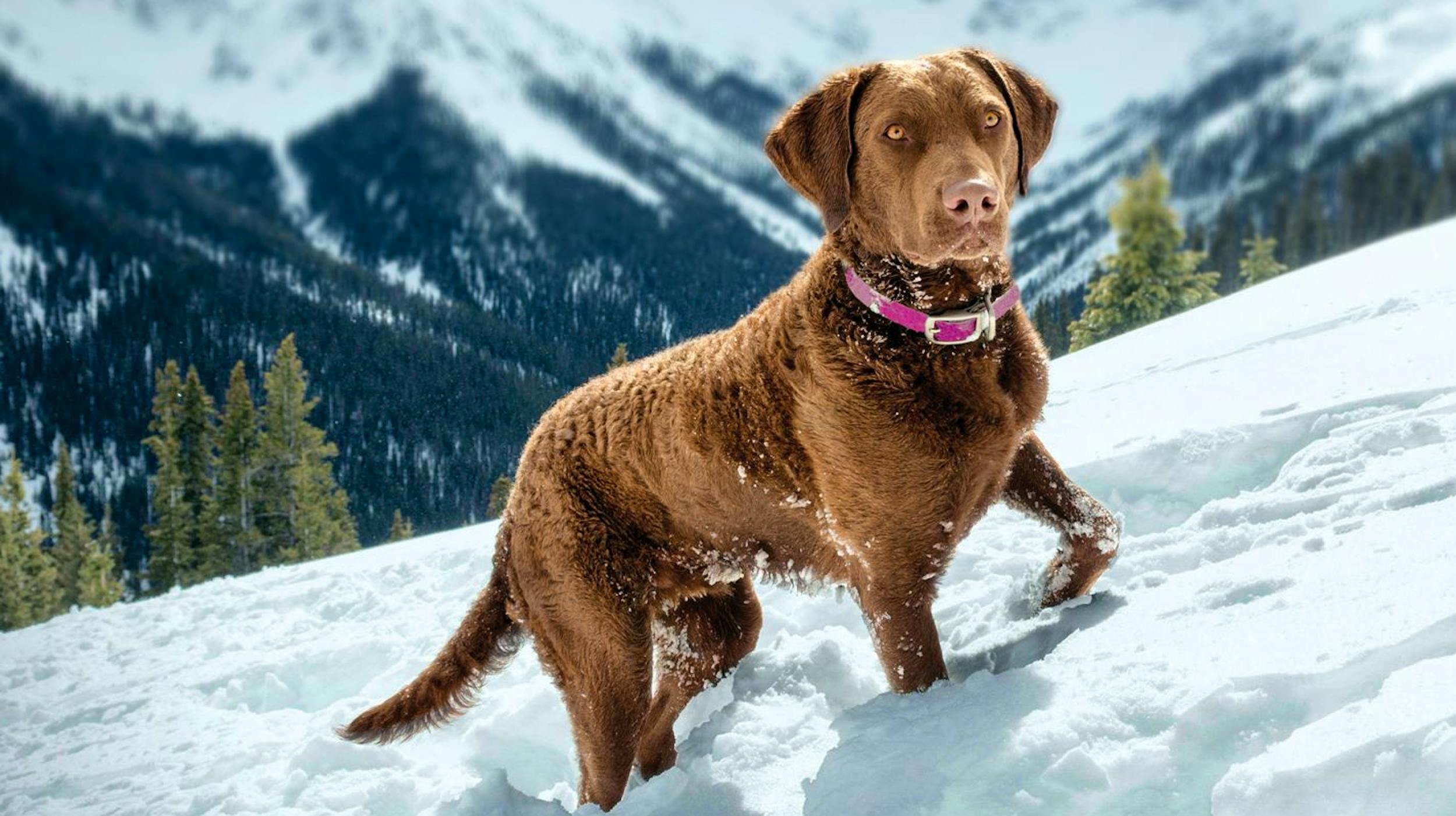 eukanuba hub health article health article