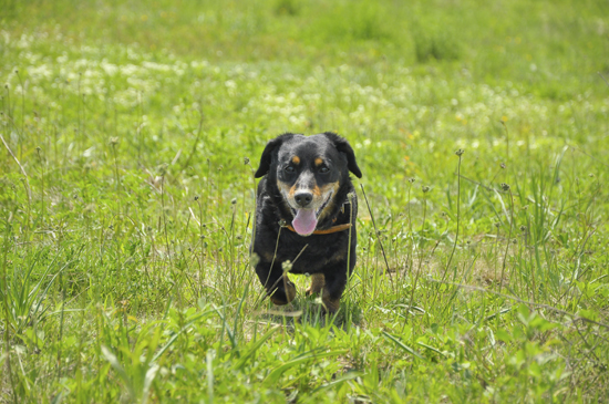 Пожилая собака идет по траве
