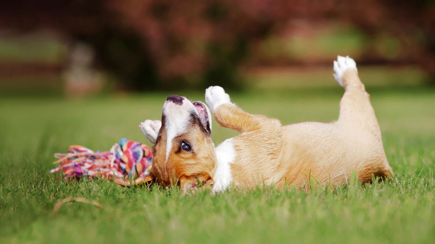 Image showcasing Flea Treatment For Puppies